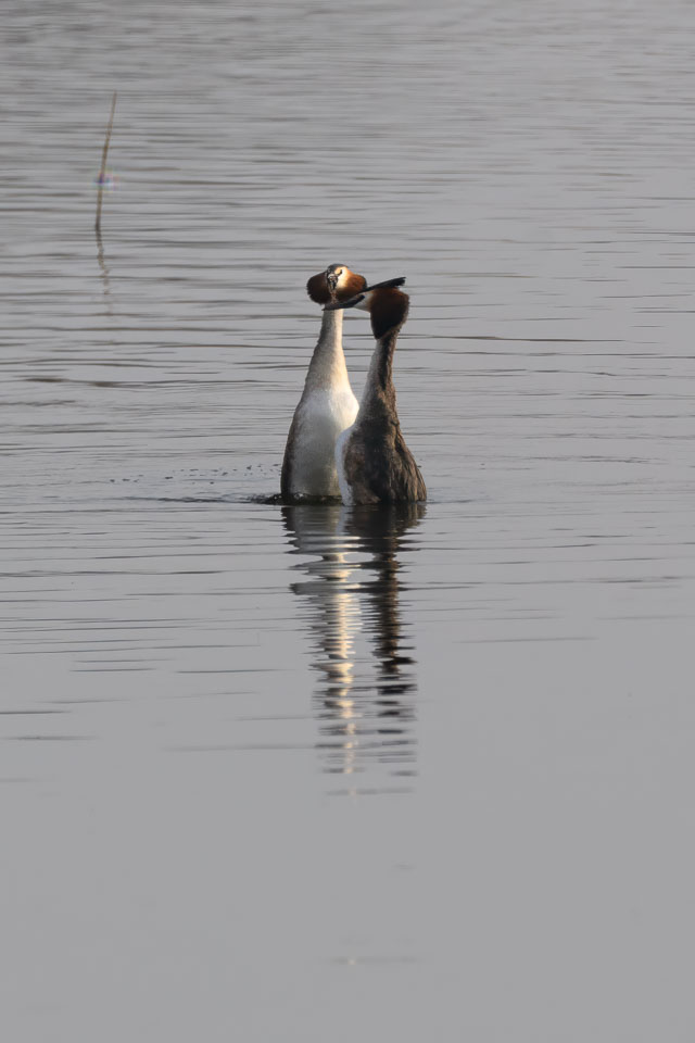 20250310SuffolkBirds0175-Edit.jpg