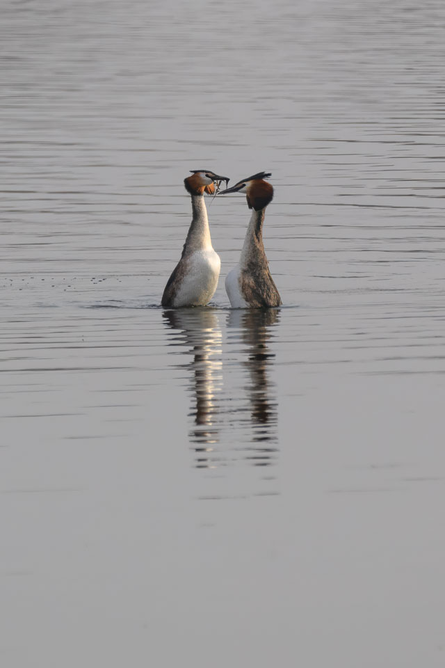 20250310SuffolkBirds0176-Edit.jpg