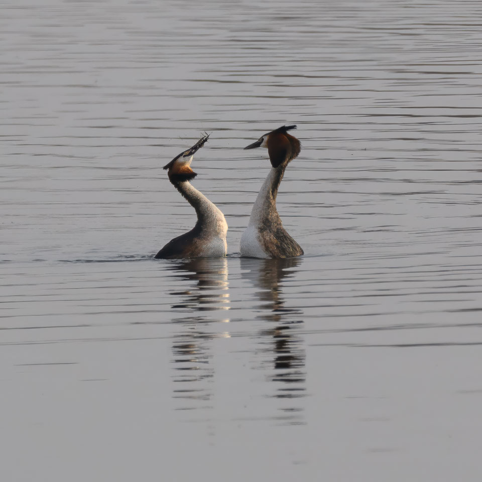 20250310SuffolkBirds0177-Edit.jpg
