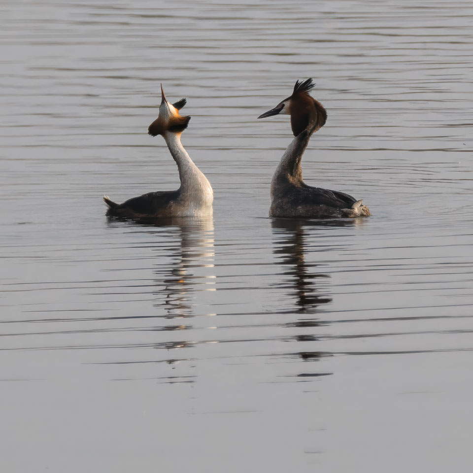 20250310SuffolkBirds0180-Edit.jpg