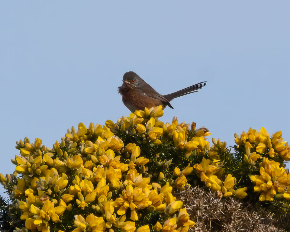 20250311SuffolkBirds0187-Edit.jpg