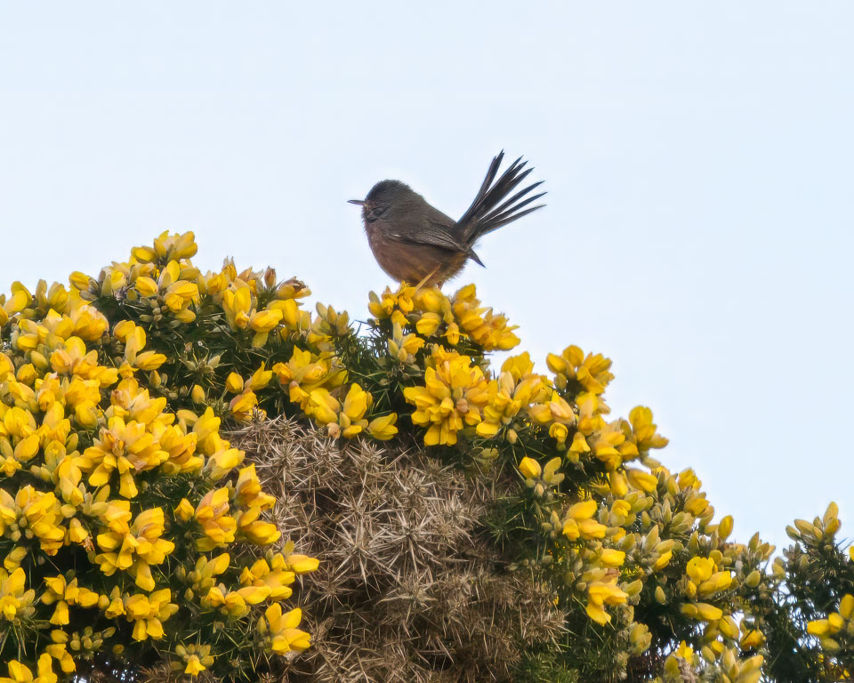 20250311SuffolkBirds0196-Edit.jpg