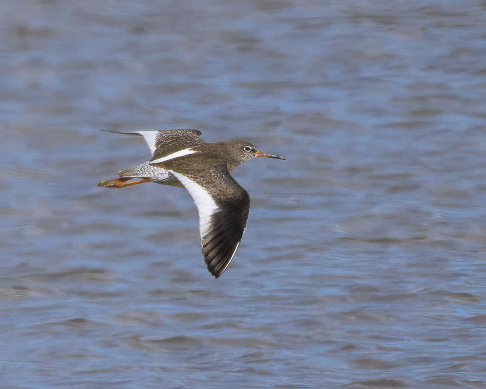 20250311SuffolkBirds0242-Edit.jpg