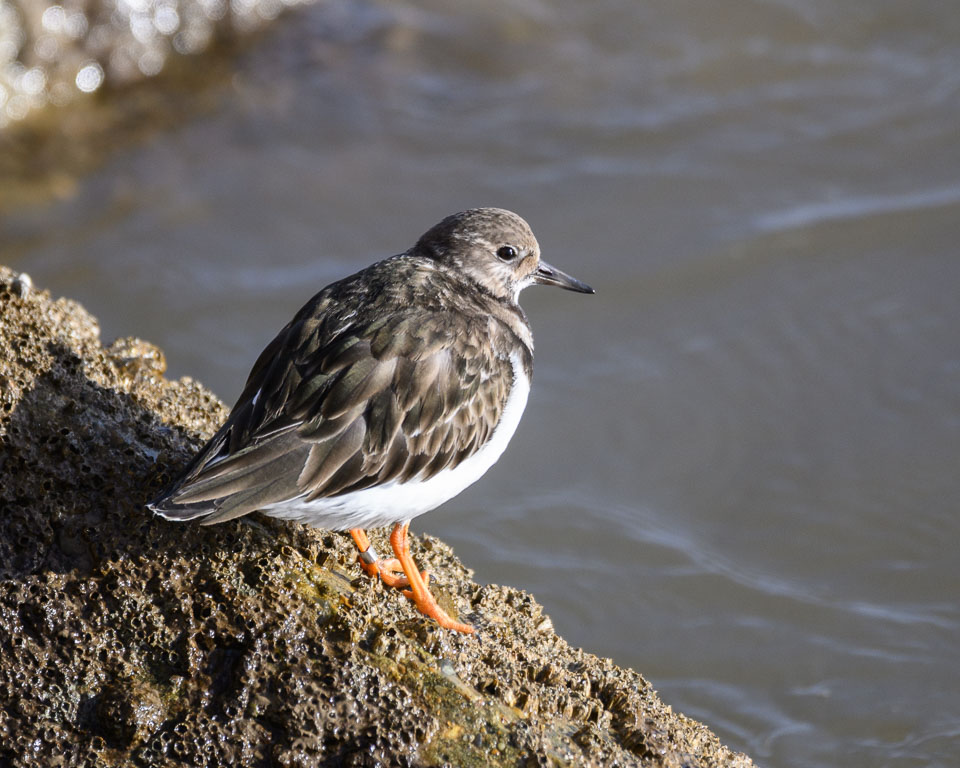 20250311SuffolkBirds0252.jpg