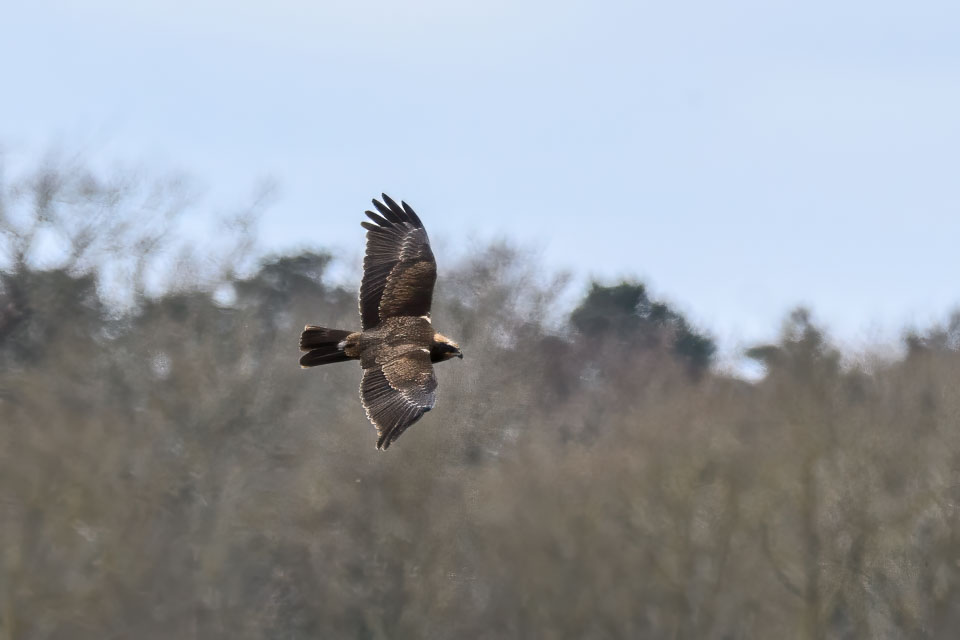 20250312SuffolkBirds0277-Edit.jpg