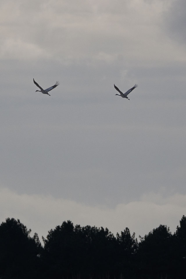 20250312SuffolkBirds0300.jpg