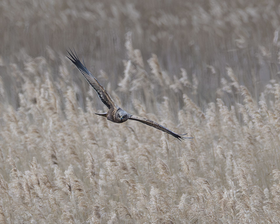 20250312SuffolkBirds0307-Enhanced-NR.jpg