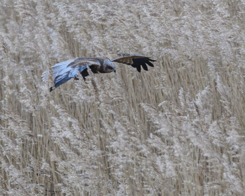 20250312SuffolkBirds0312.jpg