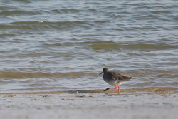 20250309SuffolkBirds0007-Edit.jpg