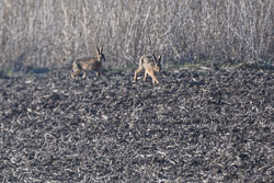 20250309SuffolkBirds0013-Edit.jpg