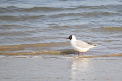 20250309SuffolkBirds0020.jpg