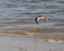 20250309SuffolkBirds0021-Edit.jpg