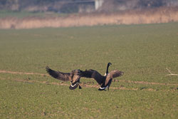 20250309SuffolkBirds0026.jpg