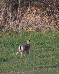 20250309SuffolkBirds0027-Edit.jpg