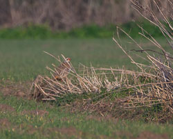 20250309SuffolkBirds0031-Edit-Edit.jpg