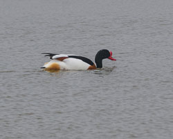 20250310SuffolkBirds0050-Edit.jpg