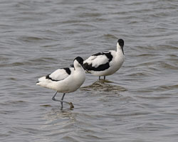 20250310SuffolkBirds0056-Edit.jpg