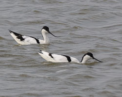 20250310SuffolkBirds0058-Edit.jpg