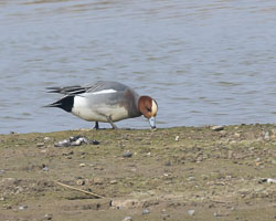 Suffolk Birds, March 2025 Suffolk Birds, March 2025
