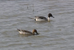 20250310SuffolkBirds0066.jpg