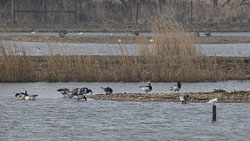 20250310SuffolkBirds0071.jpg