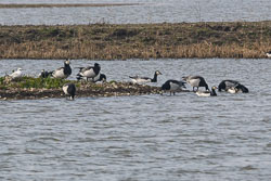 20250310SuffolkBirds0072.jpg