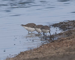 20250310SuffolkBirds0089-Edit.jpg