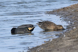 20250310SuffolkBirds0093-Edit.jpg 20250310SuffolkBirds0093-Edit.jpg