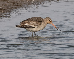 20250310SuffolkBirds0105-Edit.jpg 20250310SuffolkBirds0105-Edit.jpg