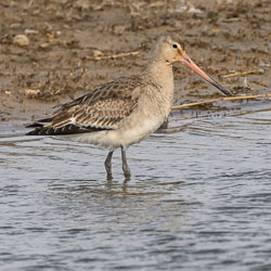 20250310SuffolkBirds0117-Edit.jpg 20250310SuffolkBirds0117-Edit.jpg