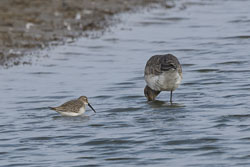 20250310SuffolkBirds0123-Edit.jpg 20250310SuffolkBirds0123-Edit.jpg