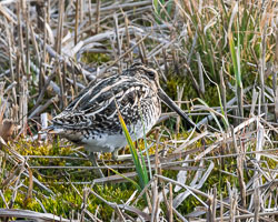 20250310SuffolkBirds0156-Edit.jpg 20250310SuffolkBirds0156-Edit.jpg