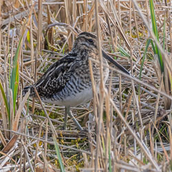 20250310SuffolkBirds0161-Edit.jpg 20250310SuffolkBirds0161-Edit.jpg