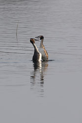 20250310SuffolkBirds0170-Edit.jpg 20250310SuffolkBirds0170-Edit.jpg