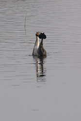 20250310SuffolkBirds0174-Edit.jpg 20250310SuffolkBirds0174-Edit.jpg