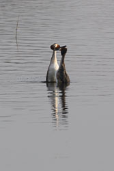 20250310SuffolkBirds0175-Edit.jpg 20250310SuffolkBirds0175-Edit.jpg