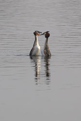 20250310SuffolkBirds0176-Edit.jpg 20250310SuffolkBirds0176-Edit.jpg