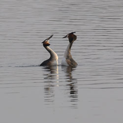 20250310SuffolkBirds0177-Edit.jpg 20250310SuffolkBirds0177-Edit.jpg