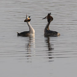 20250310SuffolkBirds0180-Edit.jpg 20250310SuffolkBirds0180-Edit.jpg