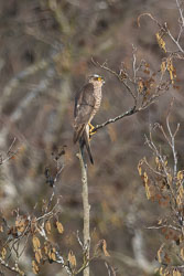 20250310SuffolkBirds0185-Edit.jpg 20250310SuffolkBirds0185-Edit.jpg