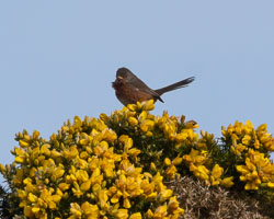 20250311SuffolkBirds0187-Edit.jpg 20250311SuffolkBirds0187-Edit.jpg