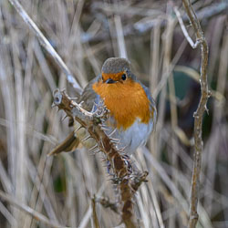 20250311SuffolkBirds0189-Edit.jpg 20250311SuffolkBirds0189-Edit.jpg