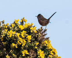 20250311SuffolkBirds0202-Edit.jpg 20250311SuffolkBirds0202-Edit.jpg