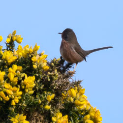 20250311SuffolkBirds0205-Edit.jpg 20250311SuffolkBirds0205-Edit.jpg