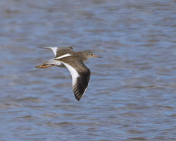 20250311SuffolkBirds0242-Edit.jpg 20250311SuffolkBirds0242-Edit.jpg