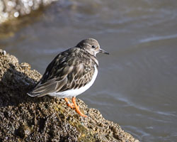 20250311SuffolkBirds0252.jpg 20250311SuffolkBirds0252.jpg