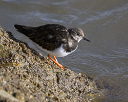 20250311SuffolkBirds0256.jpg 20250311SuffolkBirds0256.jpg