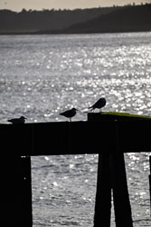 20250311SuffolkBirds0260.jpg 20250311SuffolkBirds0260.jpg