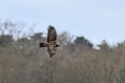 20250312SuffolkBirds0277-Edit.jpg 20250312SuffolkBirds0277-Edit.jpg