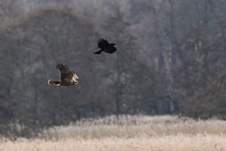 20250312SuffolkBirds0281-Edit.jpg 20250312SuffolkBirds0281-Edit.jpg